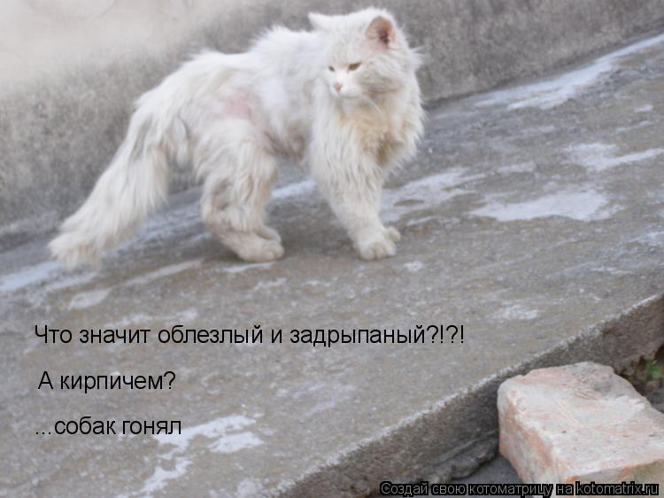 А кирпичем? Что значит облезлый и задрыпаный?!?! ...собак гонял... Котоматрица: А кирпичем? Что значит облезлый и задрыпаный?!?! ...собак гонял