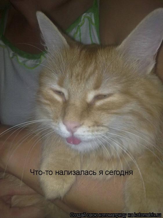 Что-то нализалась я сегодня... Котоматрица: Что-то нализалась я сегодня