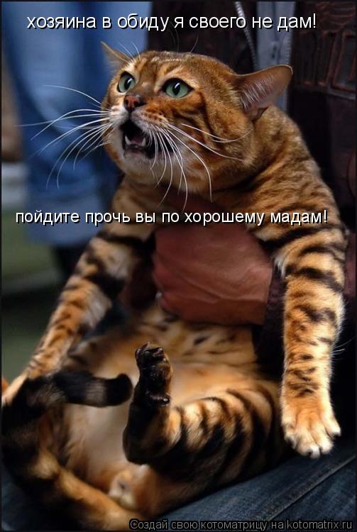 хозяина в обиду я своего не дам! пойдите прочь вы по хорошему мадам!... Котоматрица: хозяина в обиду я своего не дам! пойдите прочь вы по хорошему мадам!