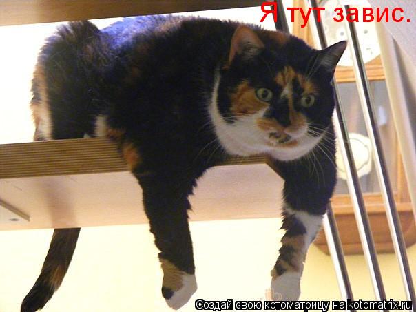 Я тут завис.... Котоматрица: Я тут завис.