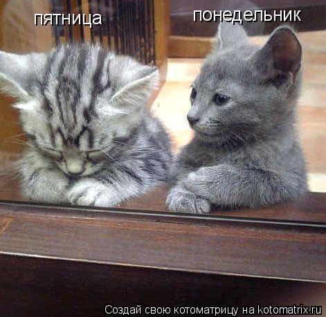 пятница понедельник... Котоматрица: пятница понедельник