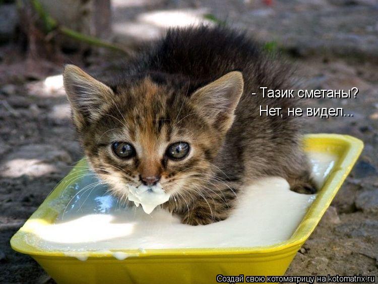- Тазик сметаны? Нет, не видел...... Котоматрица: - Тазик сметаны? Нет, не видел...