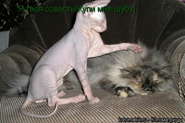 Я твоя совесть!Купи мне шубу!... Котоматрица: Я твоя совесть!Купи мне шубу!