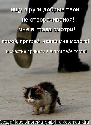 ищу я руки добрые твои! не отворачивайся! мне в глаза смотри! помой, пригрей, налей мне молока! и сча... Котоматрица: ищу я руки добрые твои! не отворачивайся! мне в глаза смотри! помой, пригрей, налей мне молока! и счастье принесу я в дом тебе тогда!