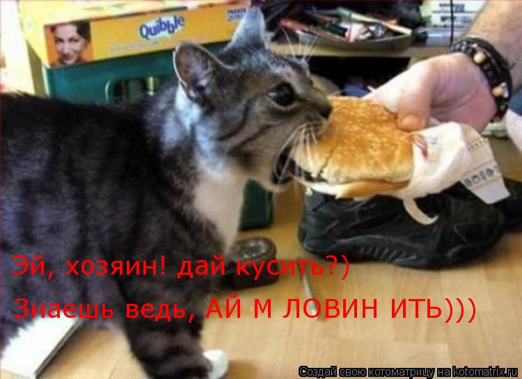 Эй, хозяин! дай кусить?) Знаешь ведь, АЙ М ЛОВИН ИТЬ)))... Котоматрица: Эй, хозяин! дай кусить?) Знаешь ведь, АЙ М ЛОВИН ИТЬ)))