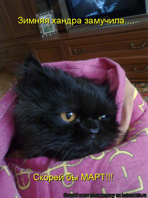Зимняя хандра замучила.... Скорей бы МАРТ!!!... Котоматрица: Зимняя хандра замучила.... Скорей бы МАРТ!!!