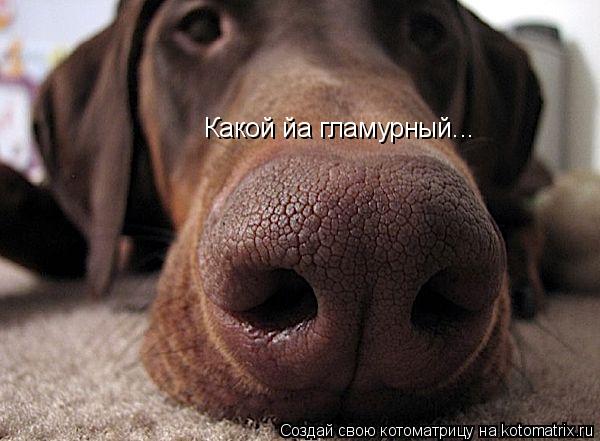 Какой йа гламурный...... Котоматрица: Какой йа гламурный...