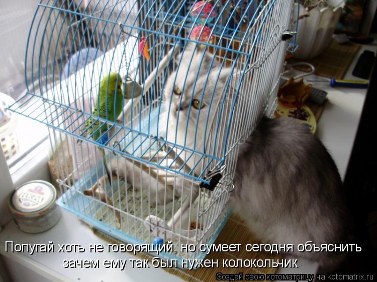 Попугай хоть не говорящий, но сумеет сегодня объяснить зачем ему так был нужен колокольчик... Котоматрица: Попугай хоть не говорящий, но сумеет сегодня объяснить зачем ему так был нужен колокольчик