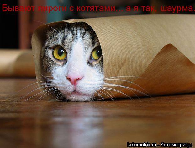 Бывают пироги с котятами... а я так, шаурма...... Котоматрица: Бывают пироги с котятами... а я так, шаурма...