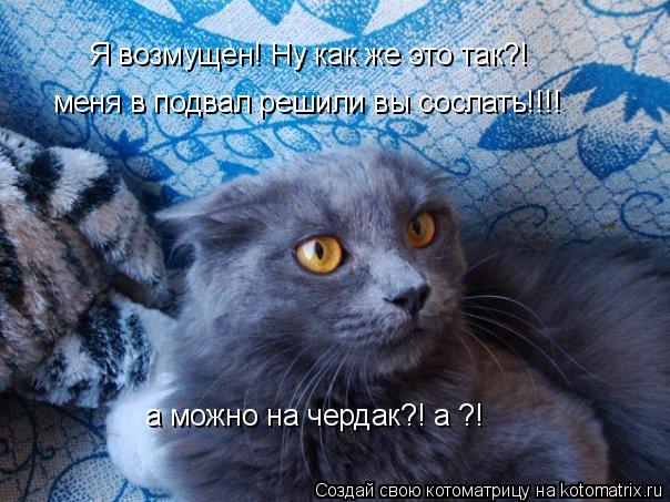 Я возмущен! Ну как же это так?! меня в подвал решили вы сослать!!!! а можно на чердак?! а ?!... Котоматрица: Я возмущен! Ну как же это так?! меня в подвал решили вы сослать!!!! а можно на чердак?! а ?!