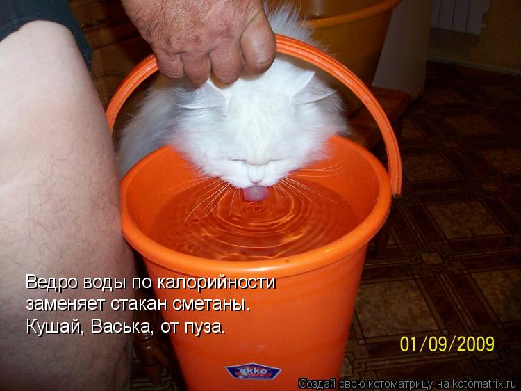 Ведро воды по калорийности заменяет стакан сметаны. Кушай, Васька, от пуза.... Котоматрица: Ведро воды по калорийности заменяет стакан сметаны. Кушай, Васька, от пуза.