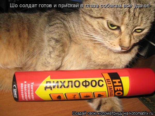 Шо солдат готов и прискай в глаза собакам все удачи!... Котоматрица: Шо солдат готов и прискай в глаза собакам все удачи!