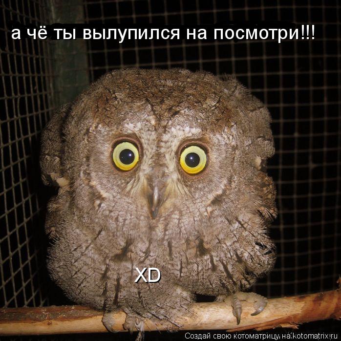 а чё ты вылупился на посмотри!!! XD... Котоматрица: а чё ты вылупился на посмотри!!! XD