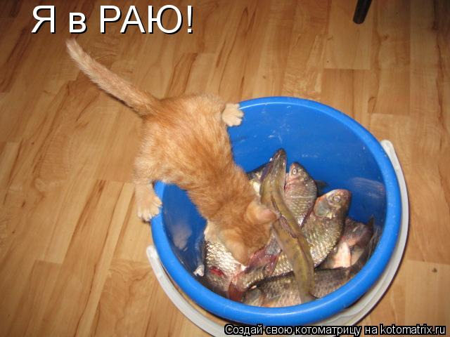Я в РАЮ!... Котоматрица: Я в РАЮ!
