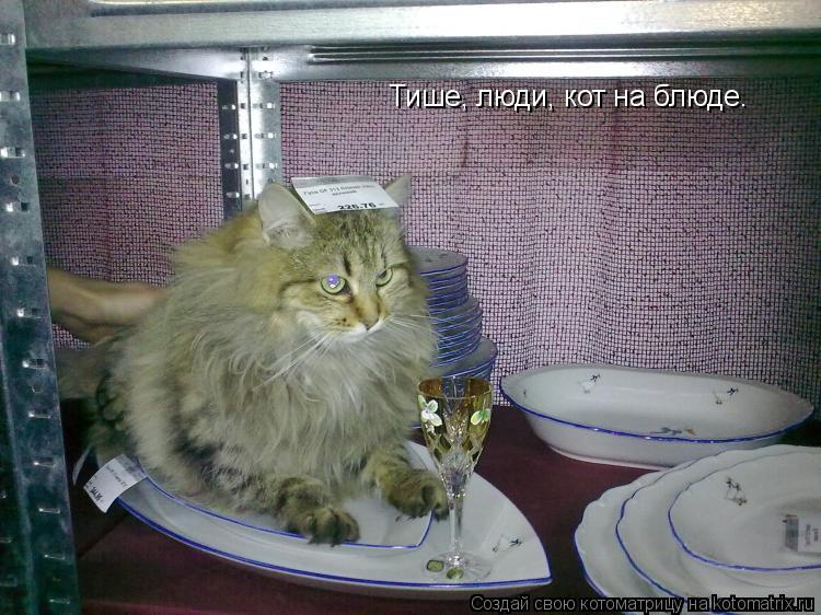 Тише, люди, кот на блюде.... Котоматрица: Тише, люди, кот на блюде.