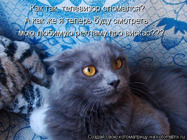 Как так, телевизор сломался? А как же я теперь буду смотреть мою любимую рекламу про вискас???... Котоматрица: Как так, телевизор сломался? А как же я теперь буду смотреть мою любимую рекламу про вискас???