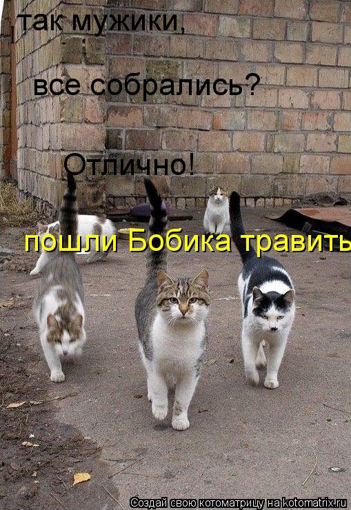 так мужики, все собрались? Отлично! пошли Бобика травить!... Котоматрица: так мужики, все собрались? Отлично! пошли Бобика травить!
