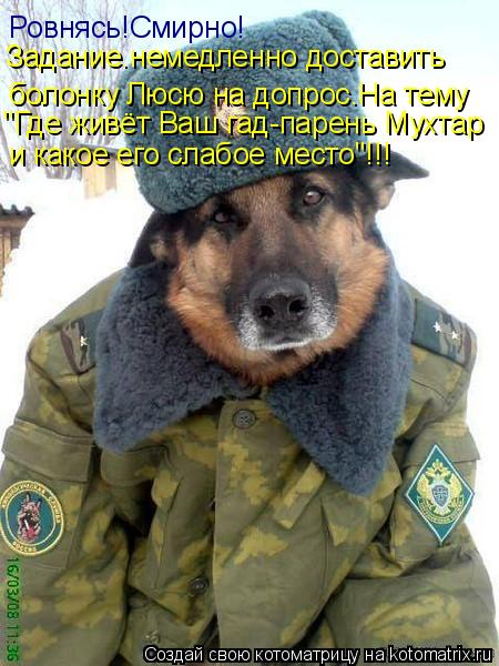 Ровнясь!Смирно! Задание.немедленно доставить болонку Люсю на допрос.На тему "Где живёт Ваш гад-парень... Котоматрица: Ровнясь!Смирно! Задание.немедленно доставить болонку Люсю на допрос.На тему "Где живёт Ваш гад-парень Мухтар и какое его слабое место"!!!