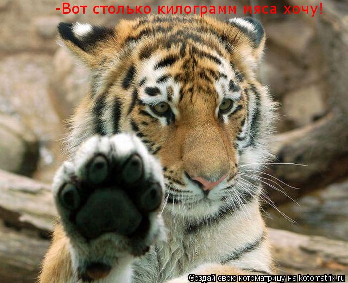 -Вот столько килограмм мяса хочу!... Котоматрица: -Вот столько килограмм мяса хочу!