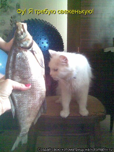 Фу! Я требую свеженькую!... Котоматрица: Фу! Я требую свеженькую!