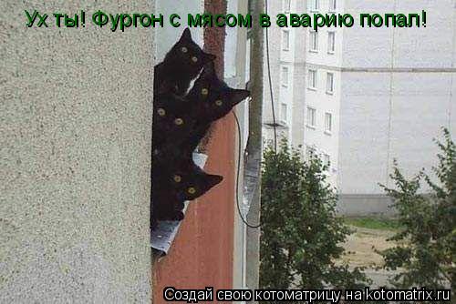 Ух ты! Фургон с мясом в аварию попал!... Котоматрица: Ух ты! Фургон с мясом в аварию попал!