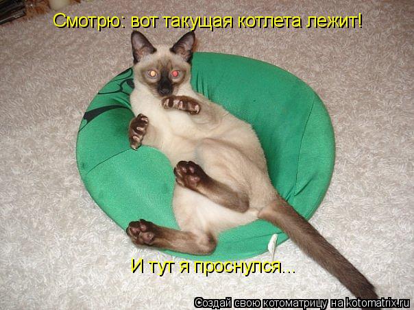 Смотрю: вот такущая котлета лежит! И тут я проснулся...... Котоматрица: Смотрю: вот такущая котлета лежит! И тут я проснулся...