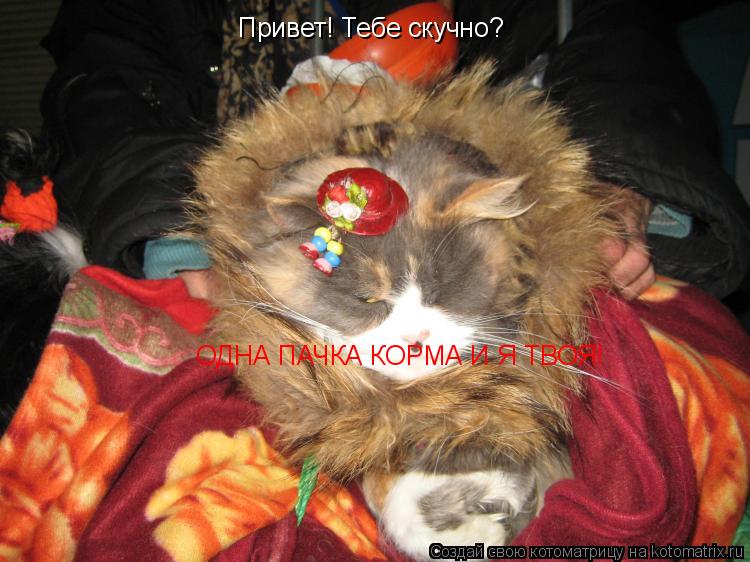 Привет! Тебе скучно? ОДНА ПАЧКА КОРМА И Я ТВОЯ!... Котоматрица: Привет! Тебе скучно? ОДНА ПАЧКА КОРМА И Я ТВОЯ!