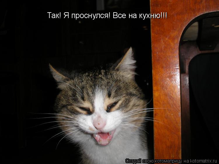 Так! Я проснулся! Все на кухню!!!... Котоматрица: Так! Я проснулся! Все на кухню!!!