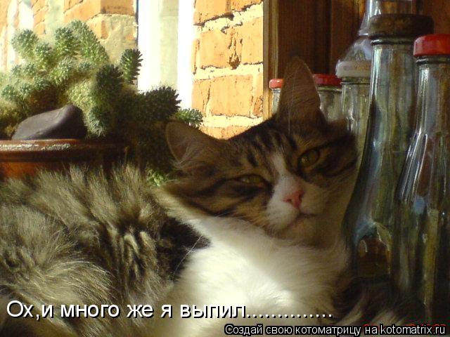 Ох,и много же я выпил................. Котоматрица: Ох,и много же я выпил..............