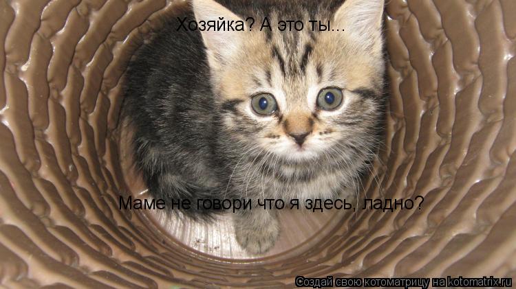 Хозяйка? А это ты... Маме не говори что я здесь, ладно?... Котоматрица: Хозяйка? А это ты... Маме не говори что я здесь, ладно?