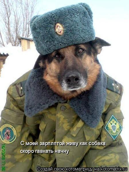 С моей зарплптой живу как собака скоро гавкать начну... Котоматрица: С моей зарплптой живу как собака скоро гавкать начну