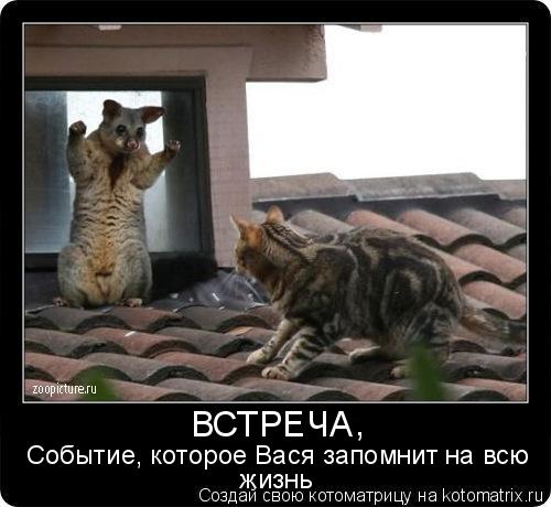 ВСТРЕЧА Событие, которое Вася запомнит на всю жизнь ,... Котоматрица: ВСТРЕЧА Событие, которое Вася запомнит на всю жизнь ,