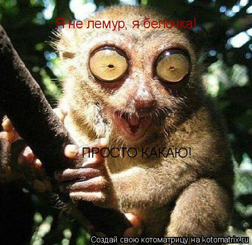 Я не лемур, я белочка! ПРОСТО КАКАЮ!... Котоматрица: Я не лемур, я белочка! ПРОСТО КАКАЮ!