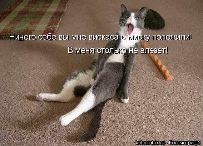 Ничего себе вы мне вискаса в миску положили! В меня столько не влезет!... Котоматрица: Ничего себе вы мне вискаса в миску положили! В меня столько не влезет!