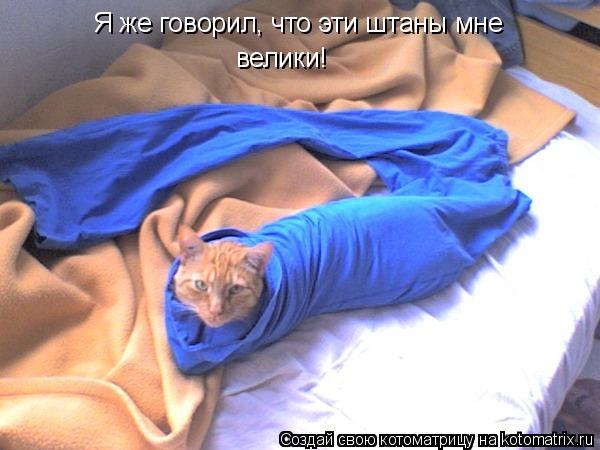 Я же говорил, что эти штаны мне велики!... Котоматрица: Я же говорил, что эти штаны мне велики!