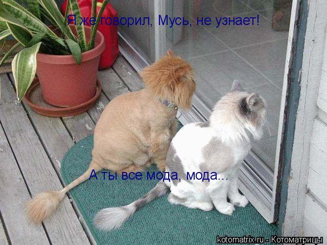 Я же говорил, Мусь, не узнает! А ты все мода, мода...... Котоматрица: Я же говорил, Мусь, не узнает! А ты все мода, мода...