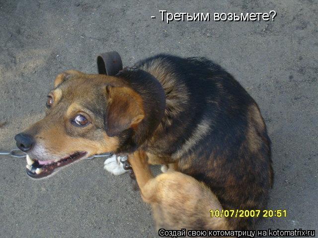 - Третьим возьмете?... Котоматрица: - Третьим возьмете?