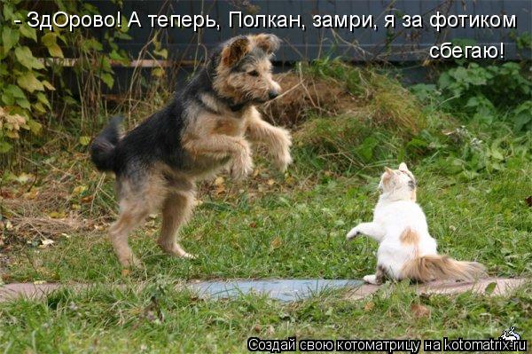 - ЗдОрово! А теперь, - ЗдОрово! А теперь, Полкан, замри, я за фотиком сбегаю!... Котоматрица: - ЗдОрово! А теперь, - ЗдОрово! А теперь, Полкан, замри, я за фотиком сбегаю!