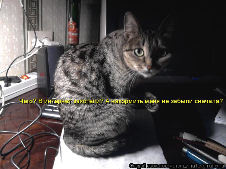 Чего? В интернет захотели? А накормить меня не забыли сначала?... Котоматрица: Чего? В интернет захотели? А накормить меня не забыли сначала?