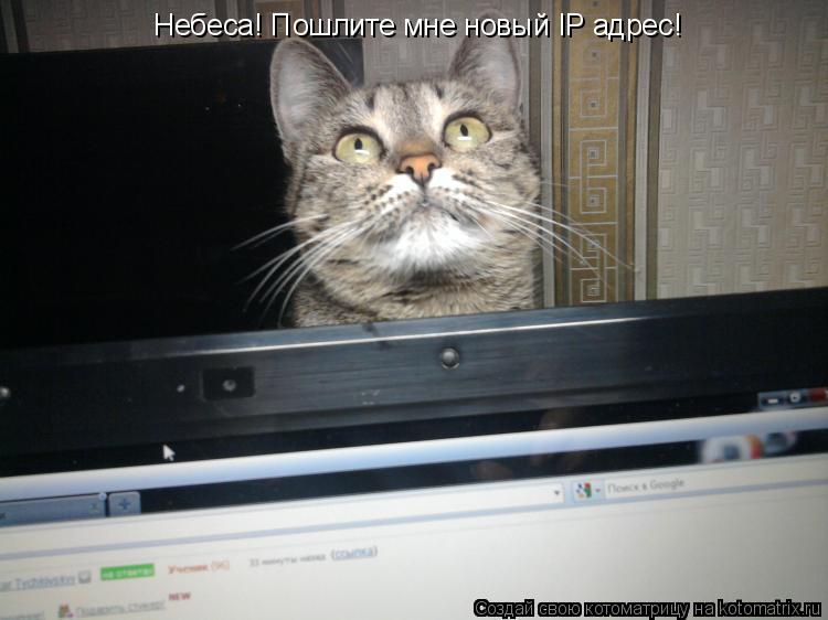 Небеса! Пошлите мне новый IP адрес!... Котоматрица: Небеса! Пошлите мне новый IP адрес!