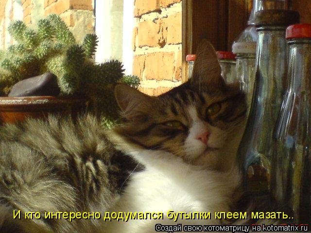 И кто интересно додумался бутылки клеем мазать..... Котоматрица: И кто интересно додумался бутылки клеем мазать..