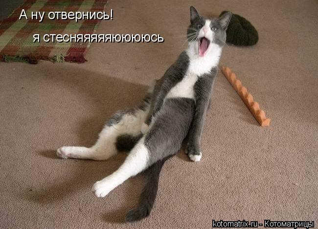 А ну отвернись! я стесняяяяяююююсь... Котоматрица: А ну отвернись! я стесняяяяяююююсь