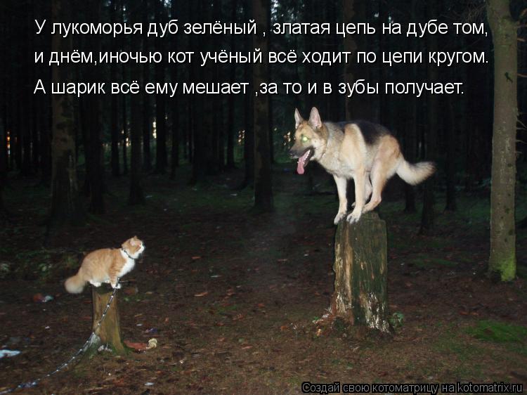 У лукоморья дуб зелёный , и днём,иночью кот учёный У лукоморья дуб зелёный , златая цепь на дубе том,... Котоматрица: У лукоморья дуб зелёный , и днём,иночью кот учёный У лукоморья дуб зелёный , златая цепь на дубе том, и днём,иночью кот учёный всё ходит по цеп