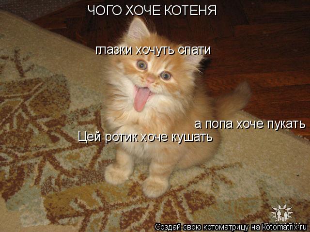 Цей ротик хоче кушать глазки хочуть спати а попа хоче пукать ЧОГО ХОЧЕ КОТЕНЯ... Котоматрица: Цей ротик хоче кушать глазки хочуть спати а попа хоче пукать ЧОГО ХОЧЕ КОТЕНЯ