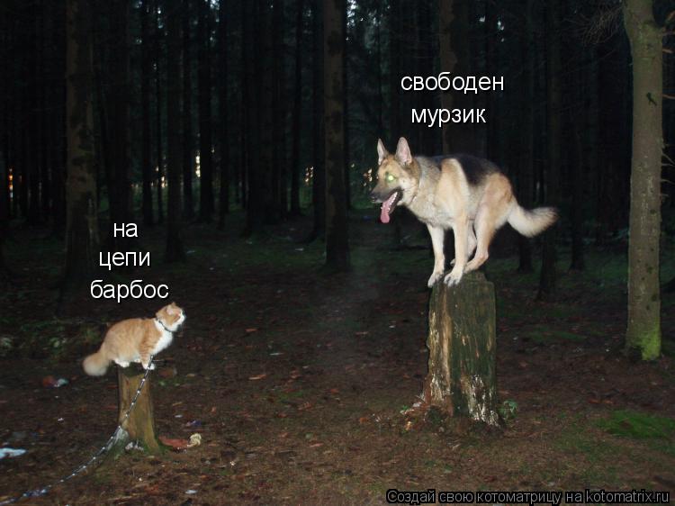 барбос мурзик на цепи свободен... Котоматрица: барбос мурзик на цепи свободен