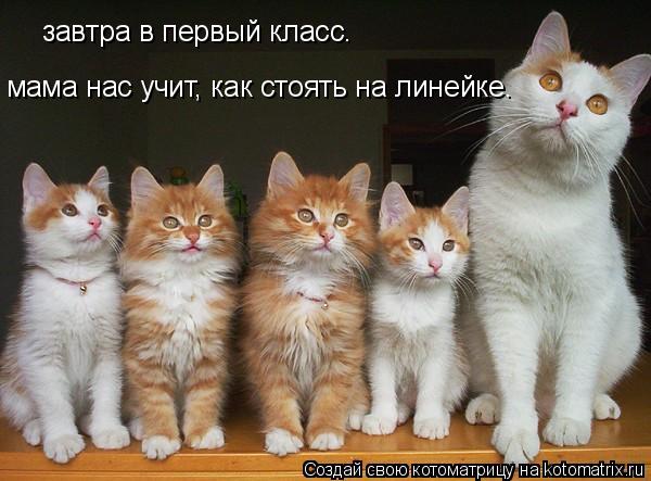 завтра в первый класс. мама нас учит, как стоять на линейке.... Котоматрица: завтра в первый класс. мама нас учит, как стоять на линейке.