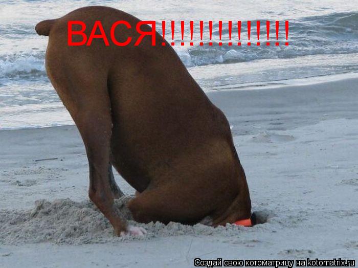ВАСЯ!!!!!!!!!!!!!!... Котоматрица: ВАСЯ!!!!!!!!!!!!!!