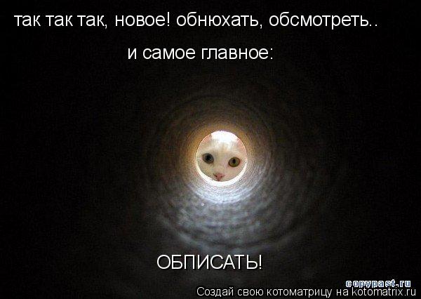 так так так, новое! обнюхать, обсмотреть.. и самое главное: ОБПИСАТЬ!... Котоматрица: так так так, новое! обнюхать, обсмотреть.. и самое главное: ОБПИСАТЬ!