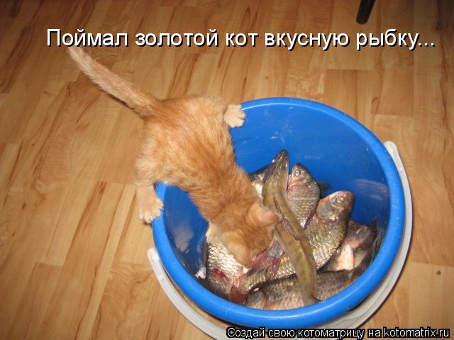 Поймал золотой кот вкусную рыбку...... Котоматрица: Поймал золотой кот вкусную рыбку...