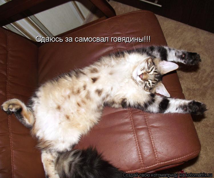 Сдаюсь за самосвал говядины!!!... Котоматрица: Сдаюсь за самосвал говядины!!!
